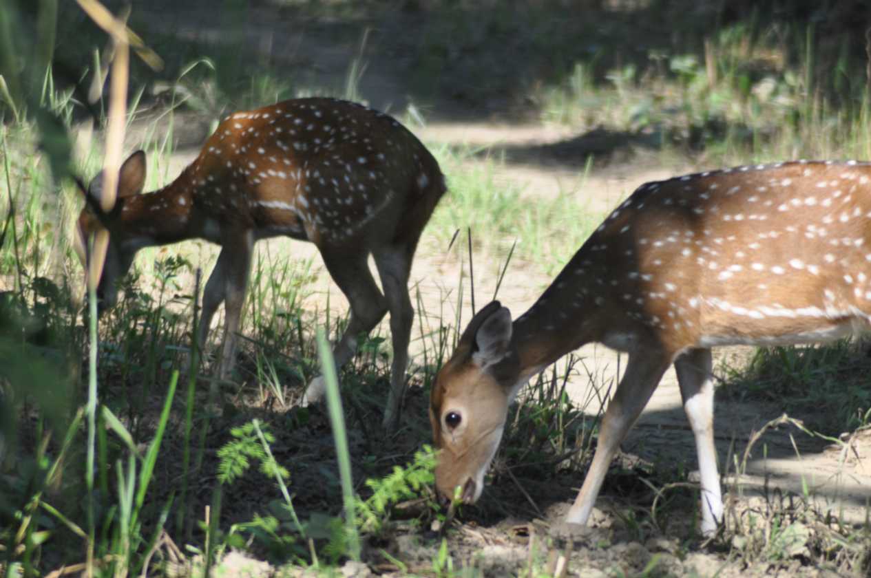 20-035 Chitwan