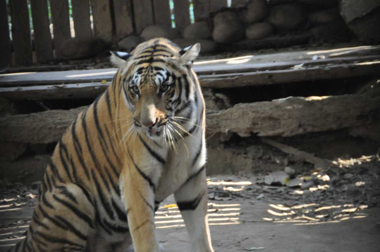 20-036 Chitwan