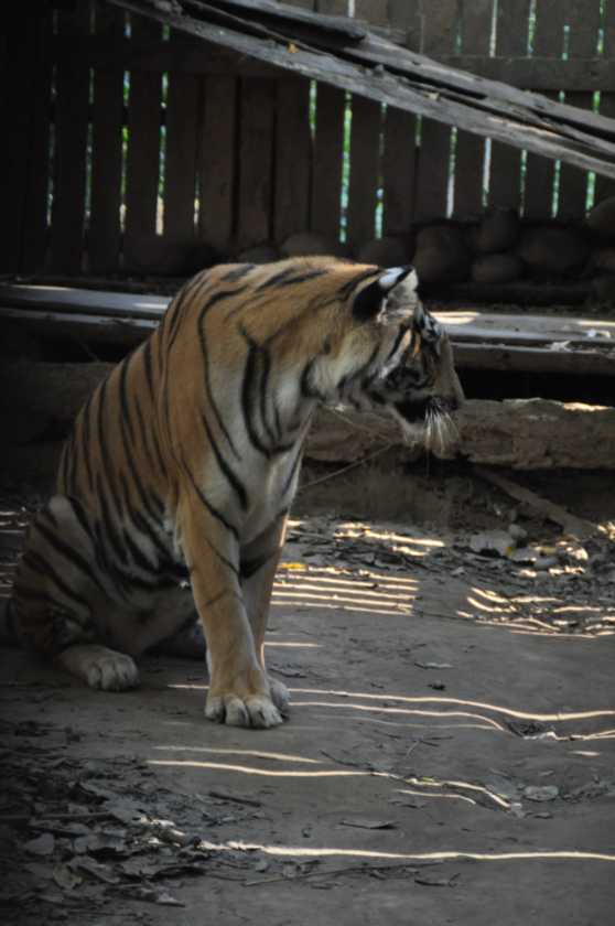 20-037 Chitwan