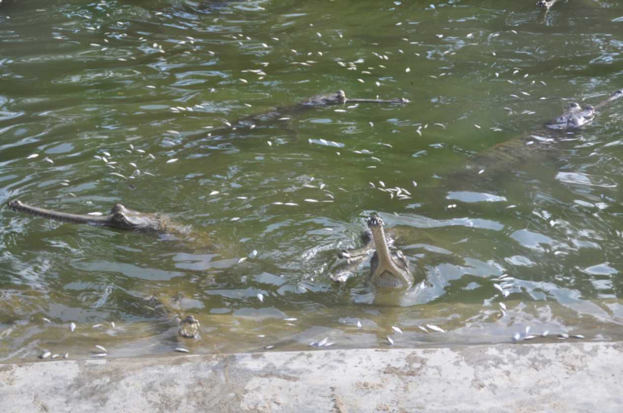 20-038 Chitwan