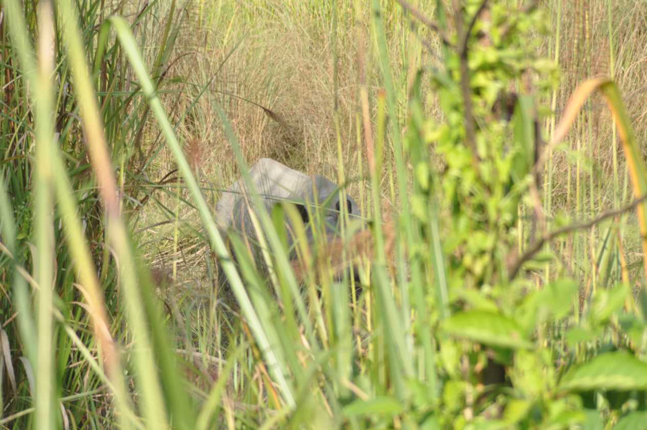 20-039 Chitwan