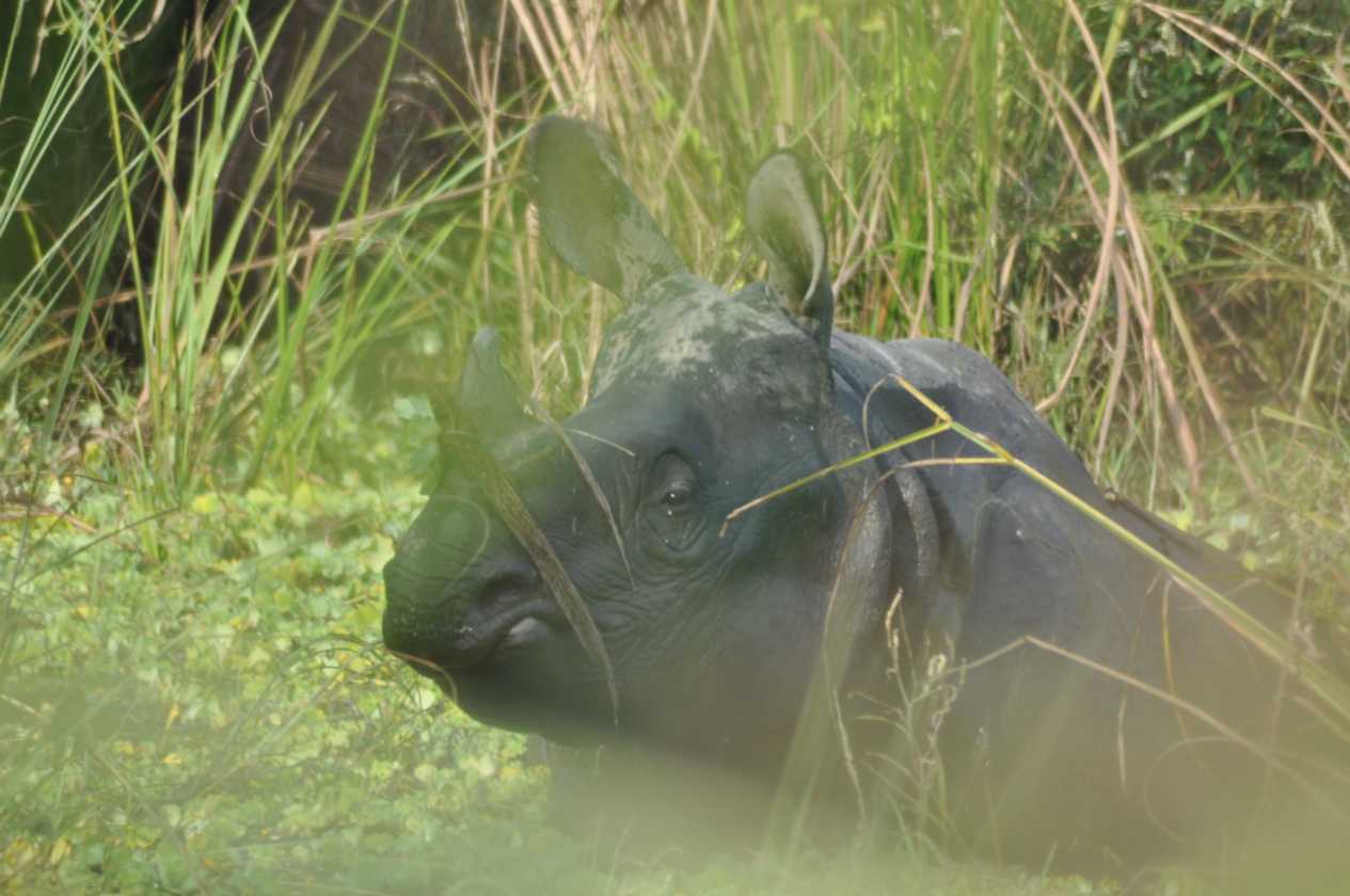 20-040 Chitwan