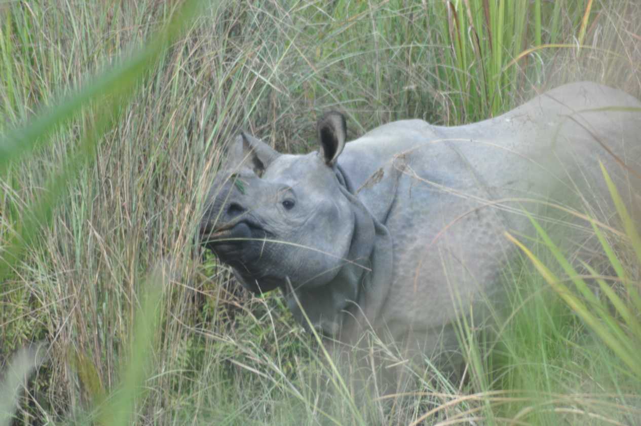 20-042 Chitwan