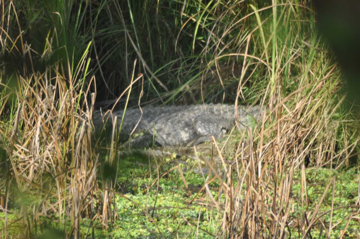 20-043 Chitwan