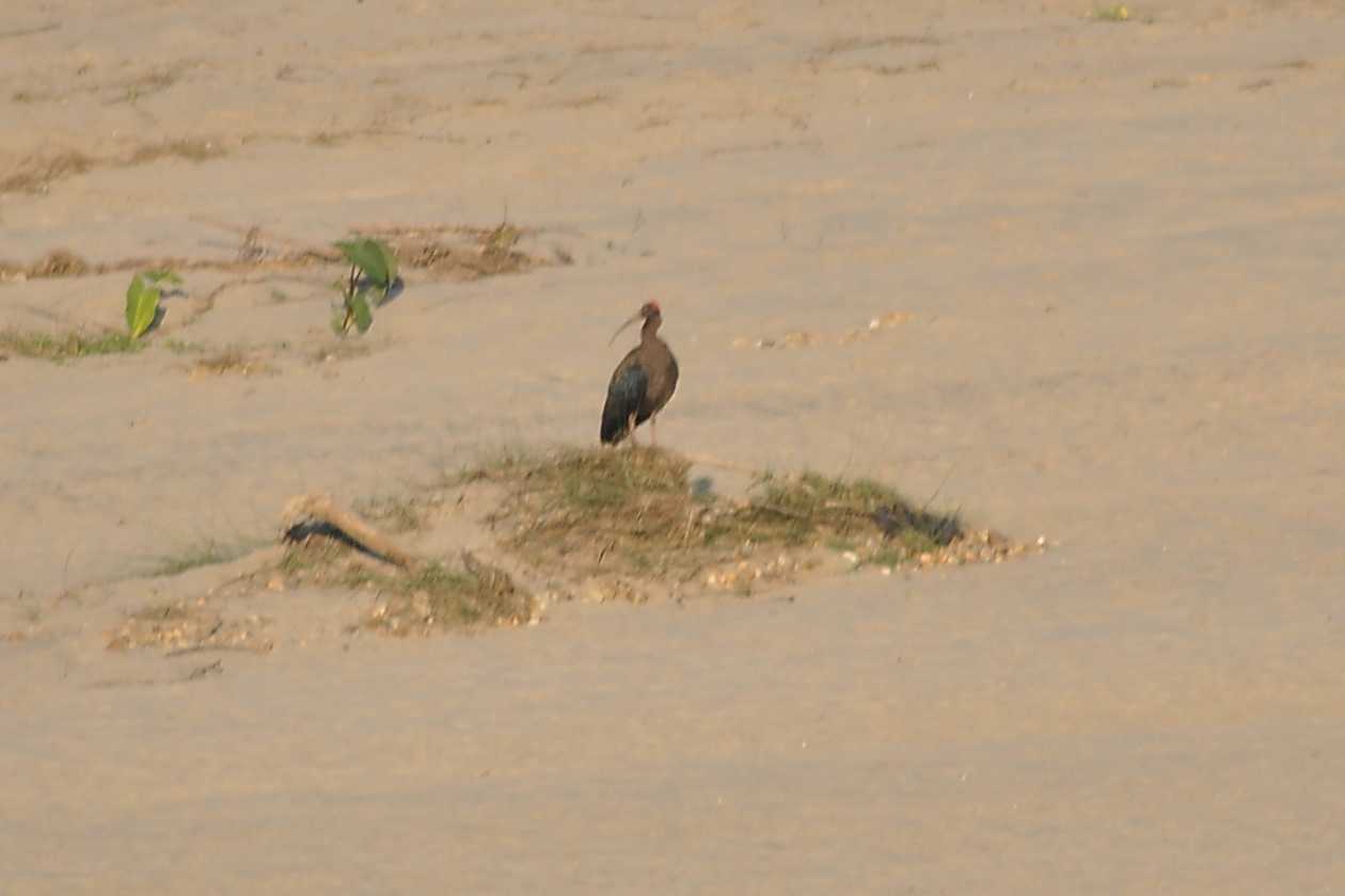 20-047 Chitwan
