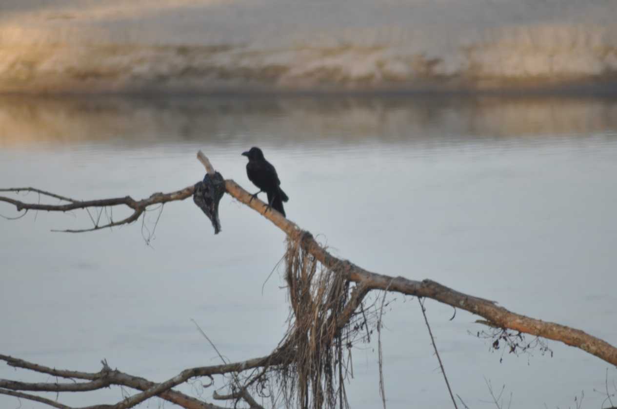 20-050 Chitwan