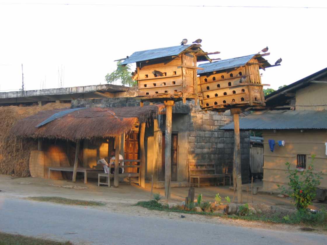 21-003 Chitwan