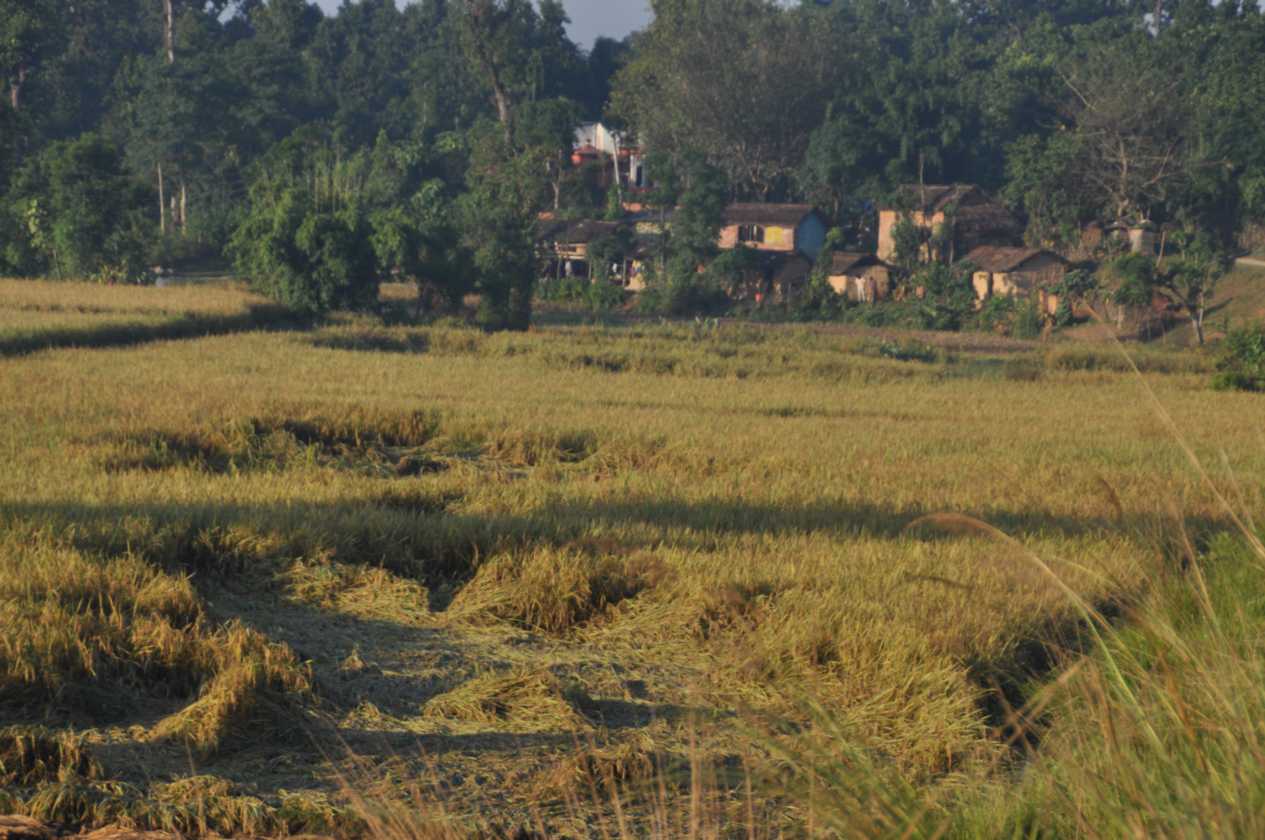 21-006 Chitwan
