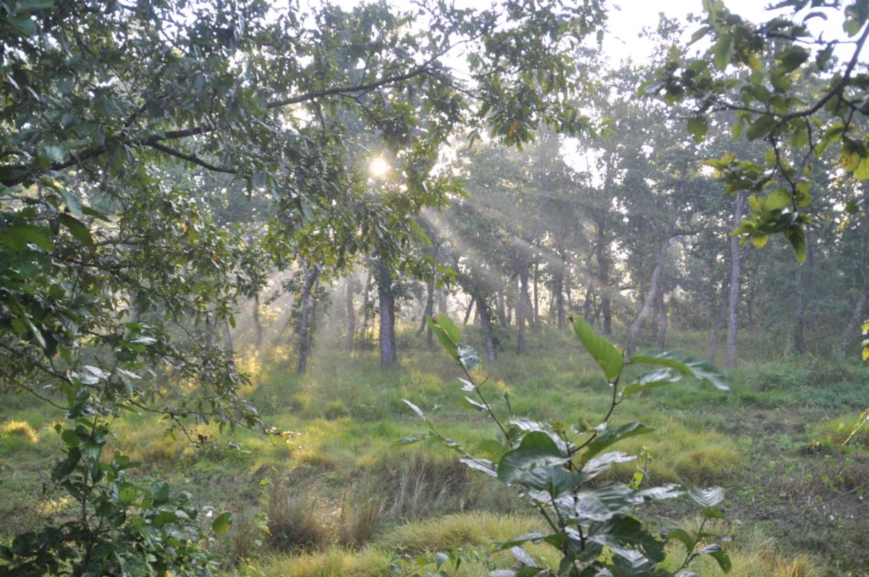 21-010 Chitwan