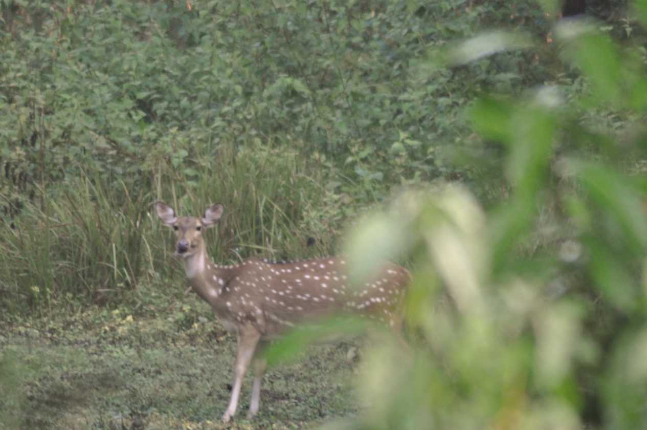 21-011 Chitwan