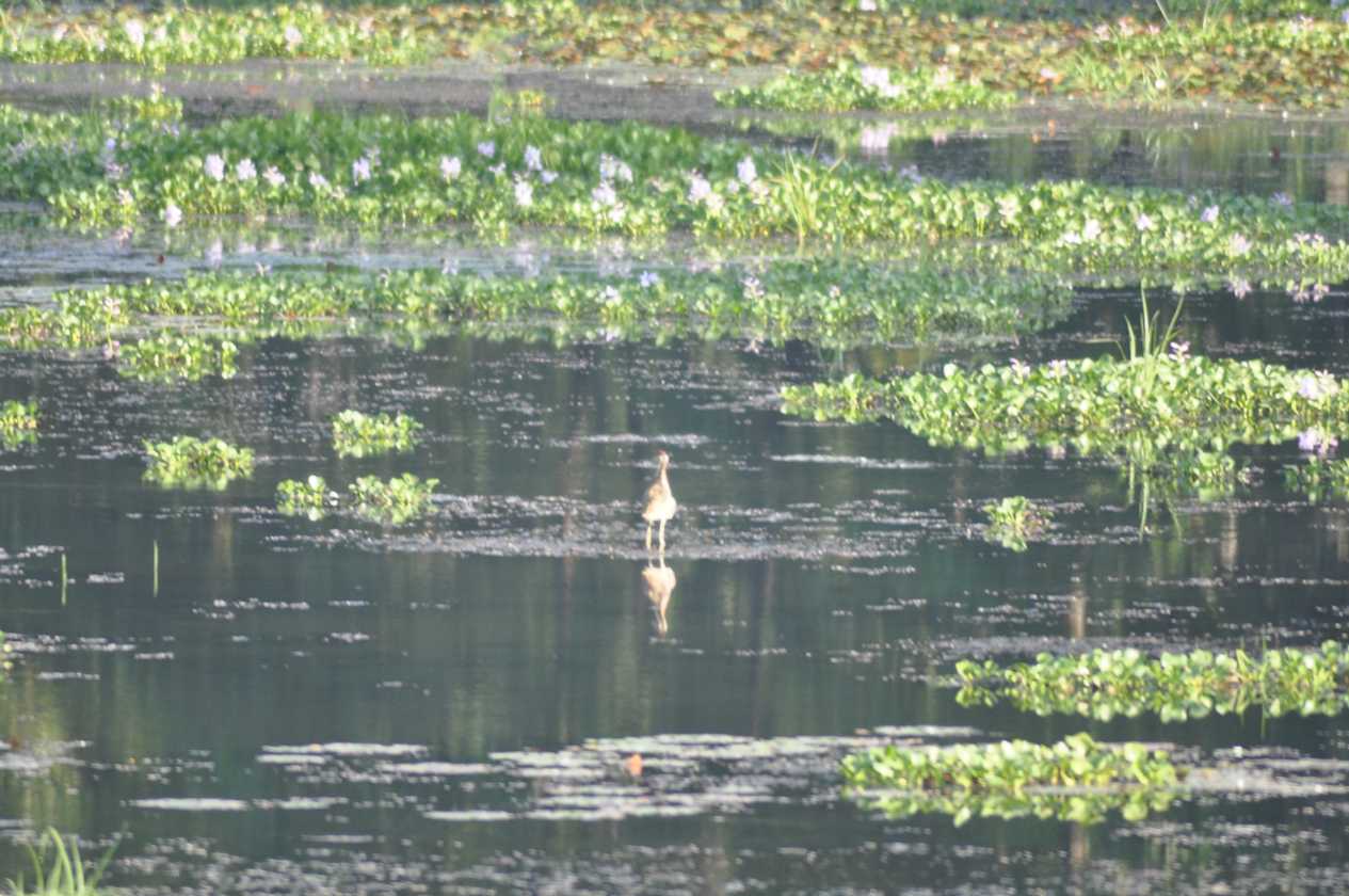 21-013 Chitwan