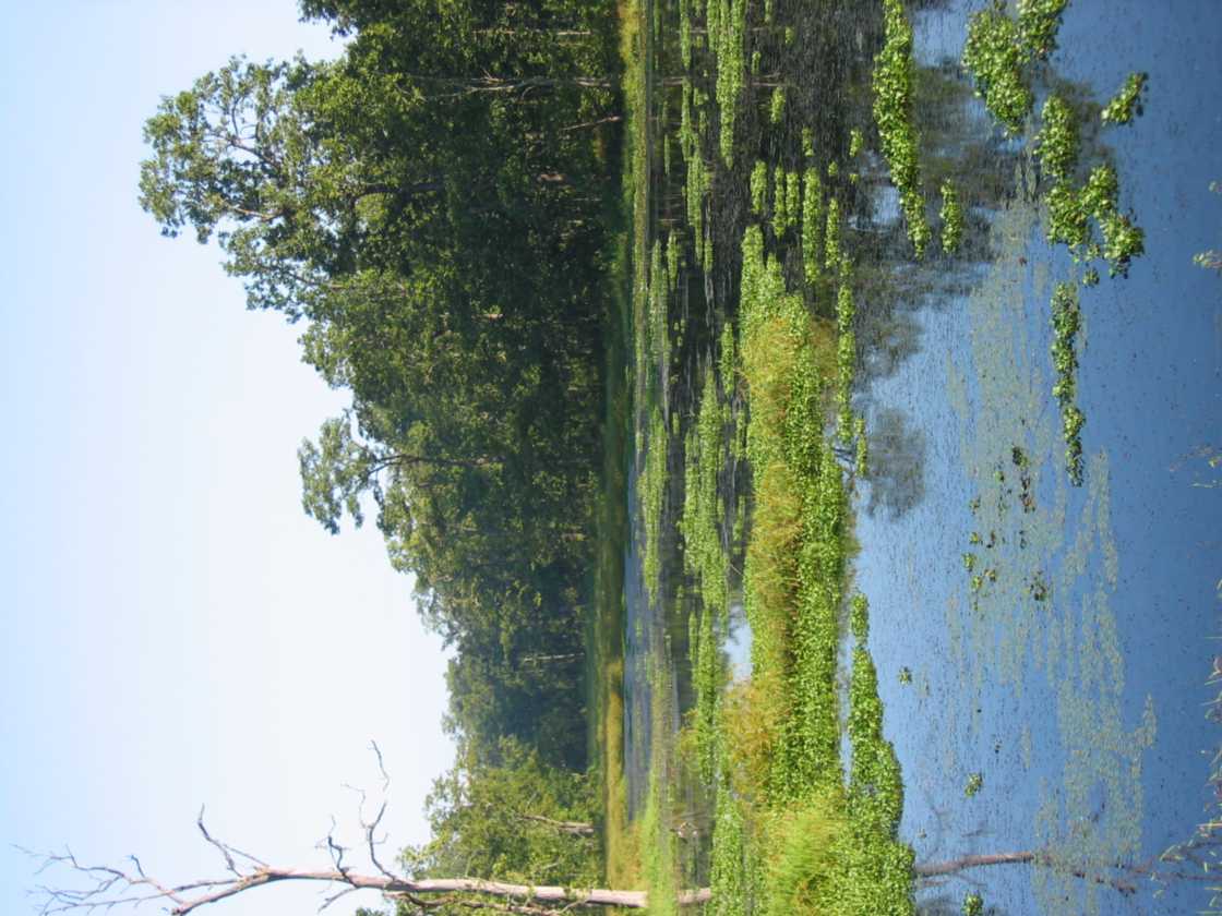 21-016 Chitwan