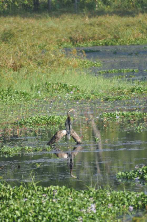 21-017 Chitwan