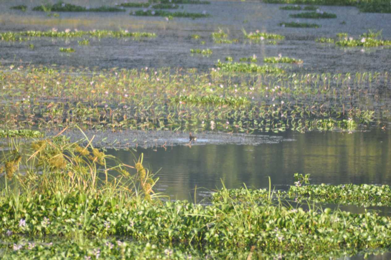 21-018 Chitwan