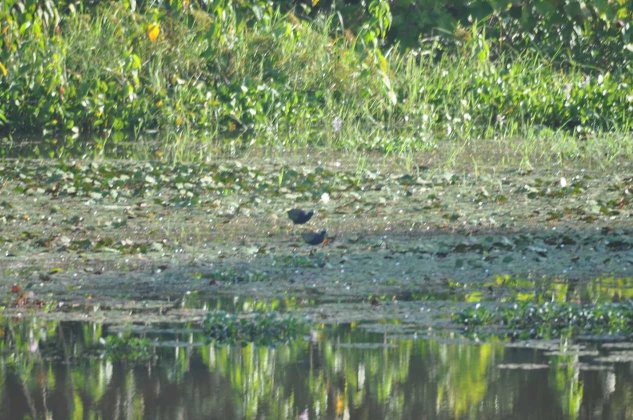 21-020 Chitwan