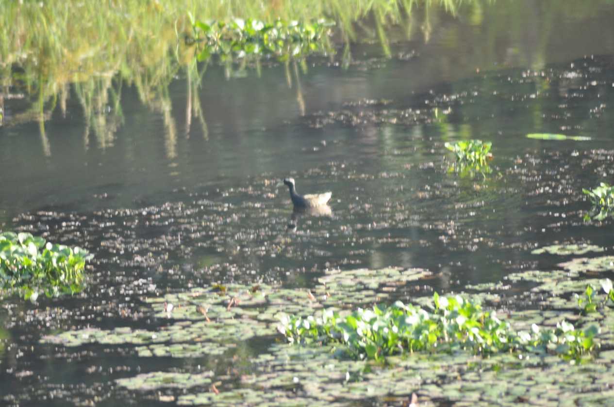 21-021 Chitwan