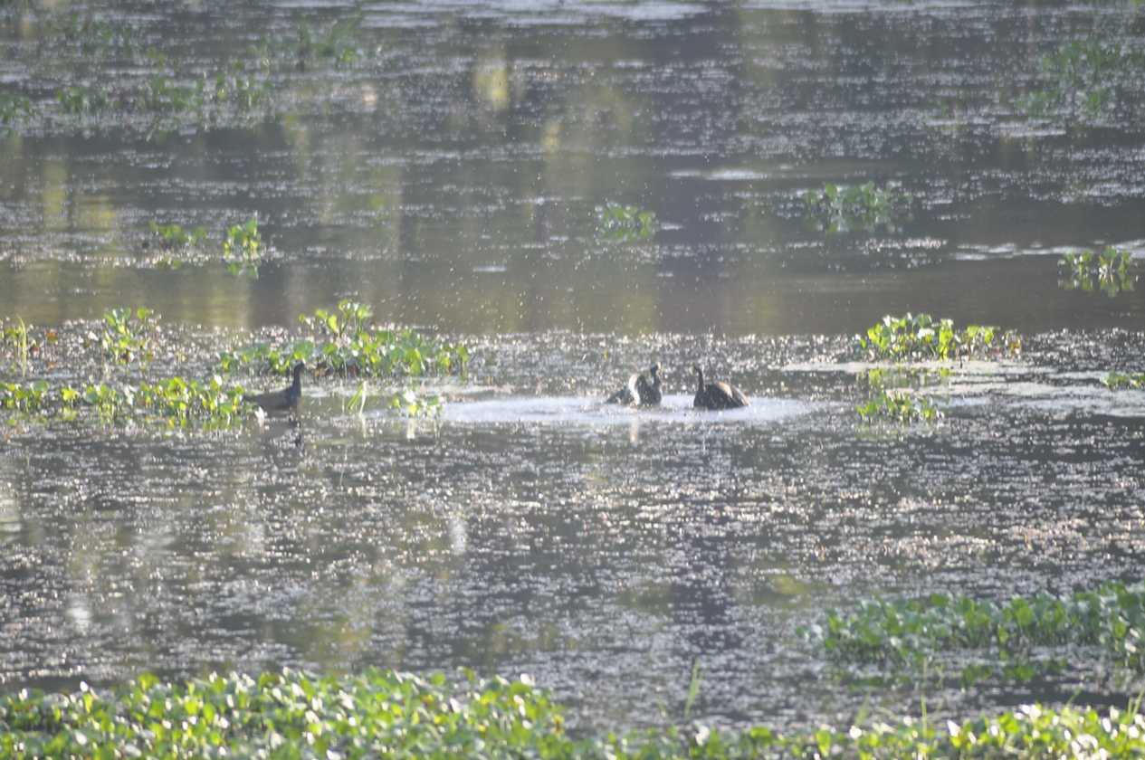 21-022 Chitwan