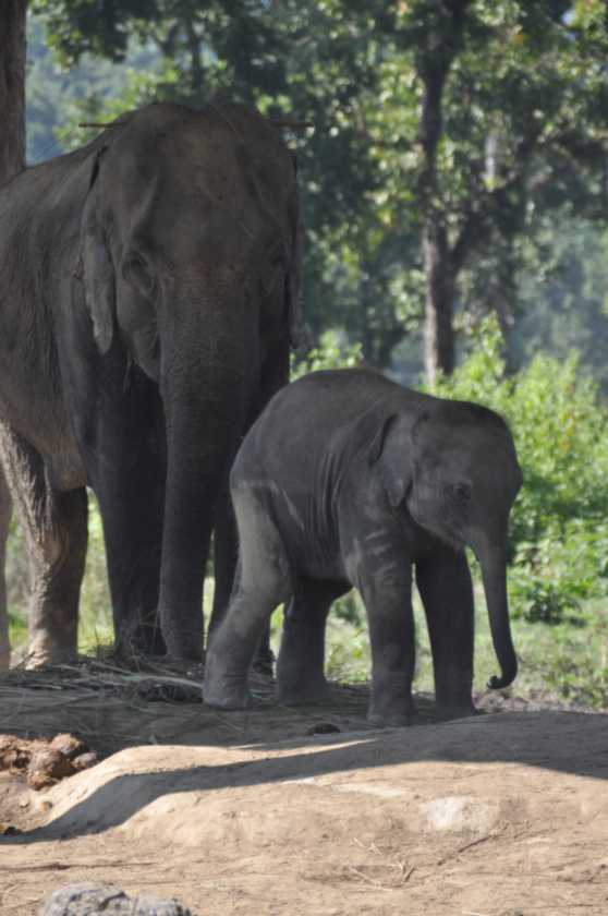 21-036 Chitwan