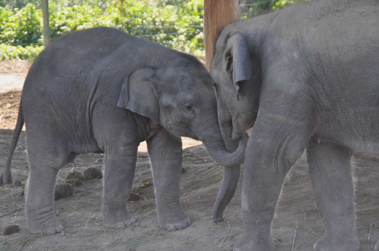 21-037 Chitwan