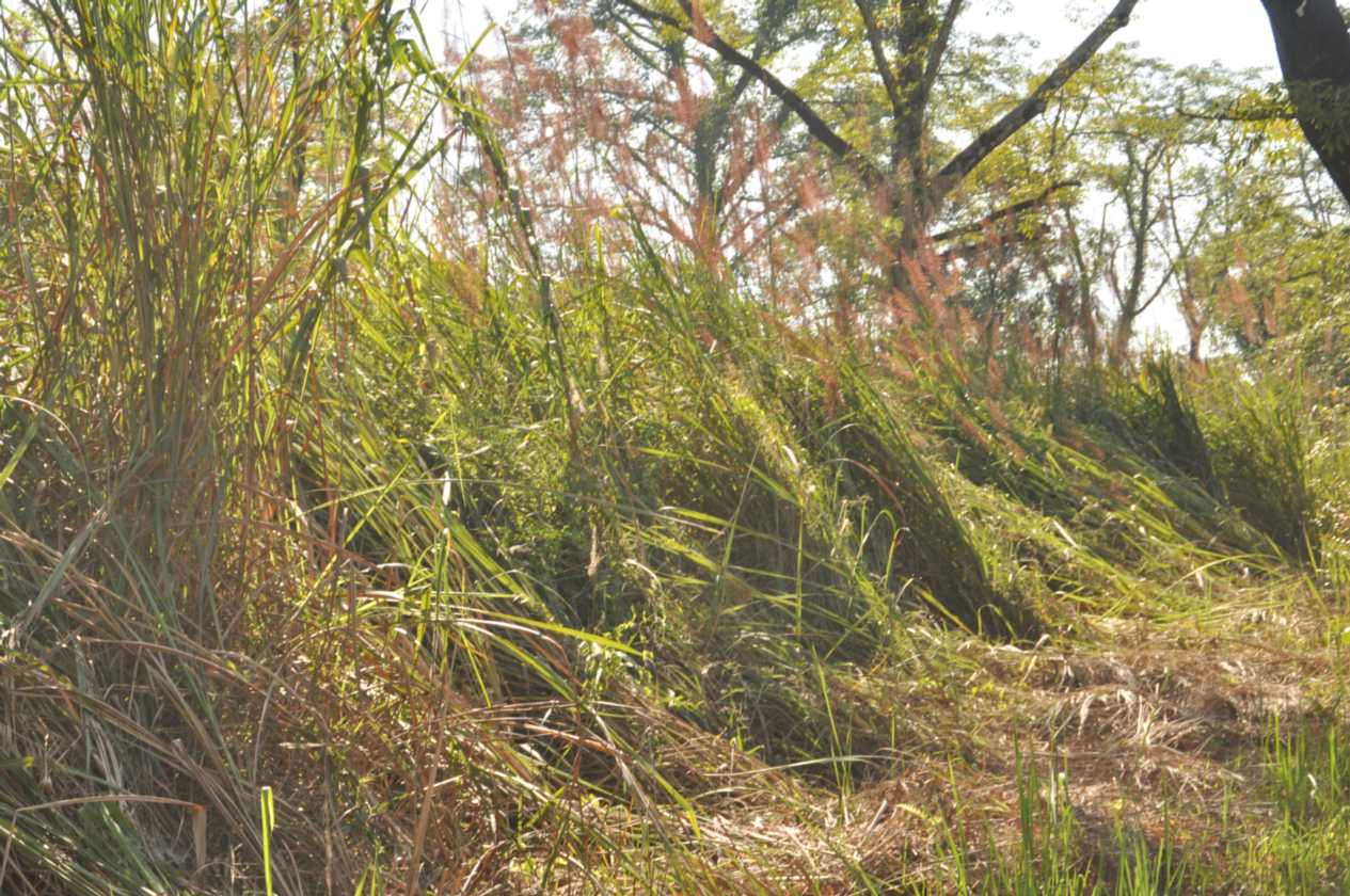 21-041 Chitwan