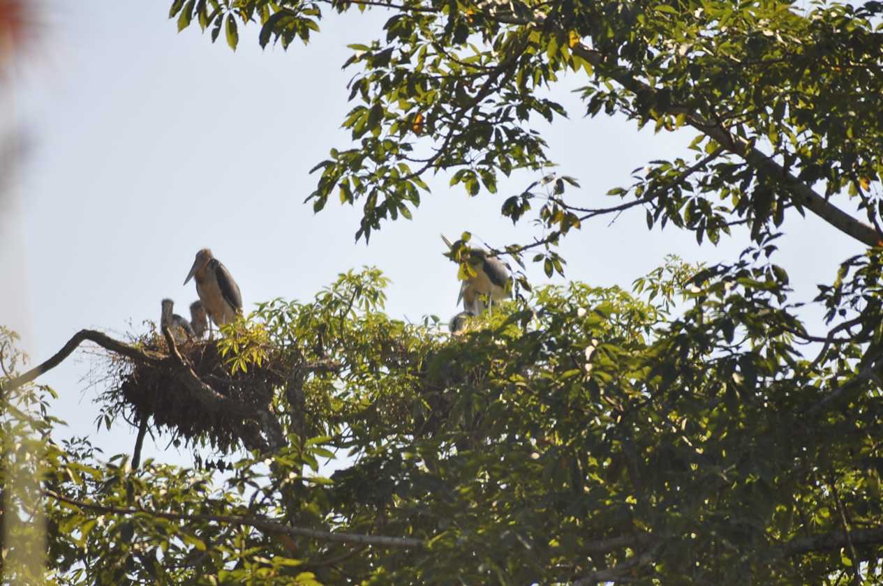 21-042 Chitwan