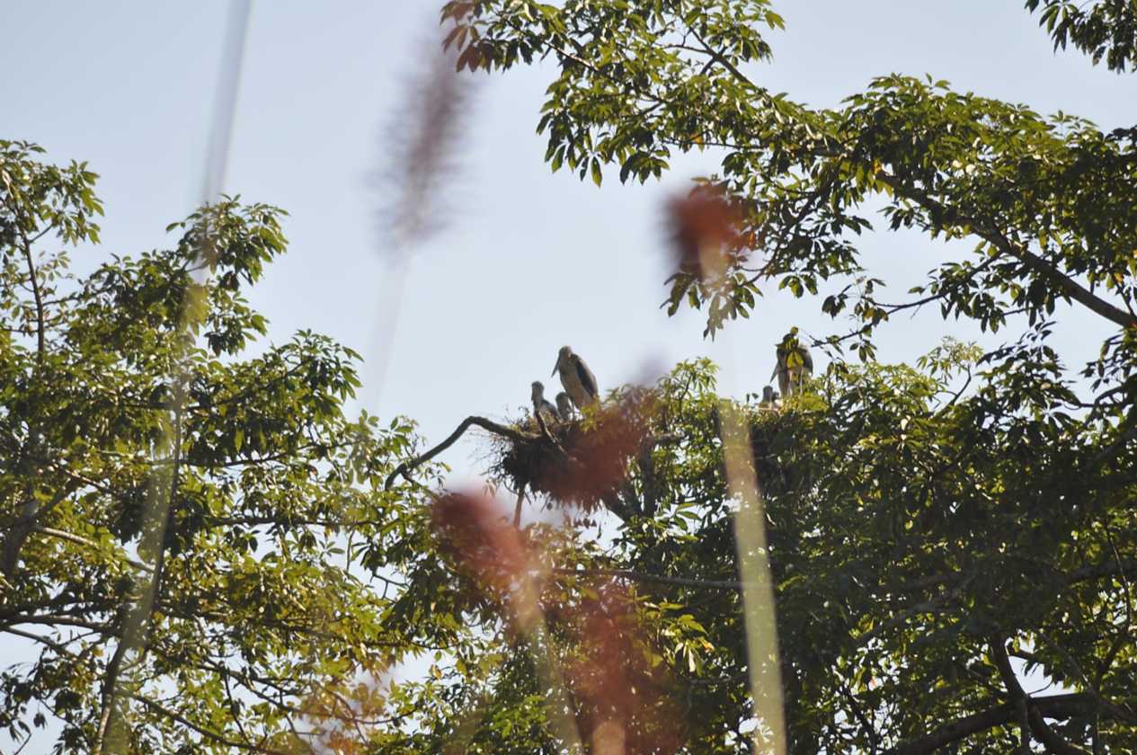 21-043 Chitwan