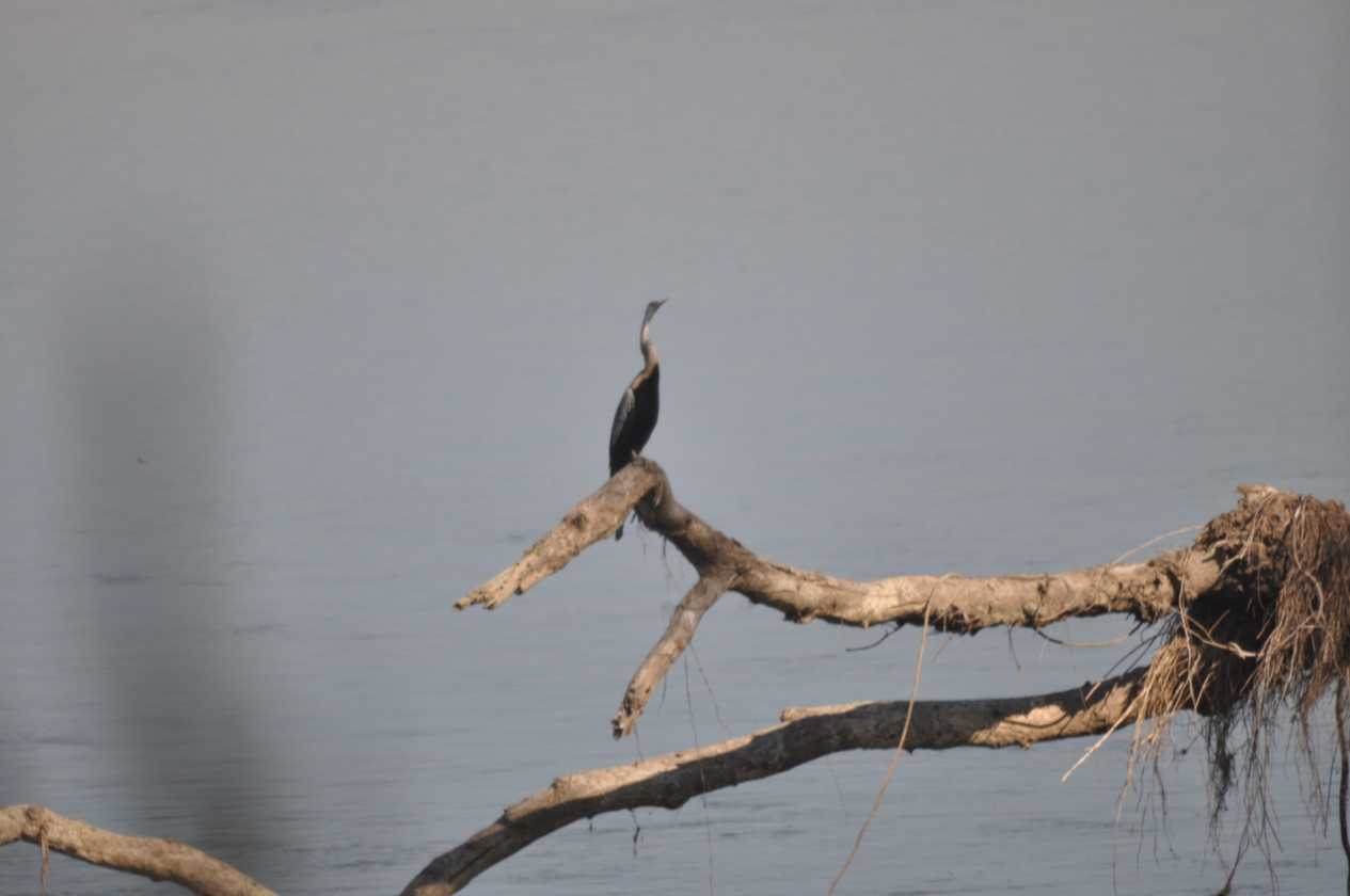 21-044 Chitwan
