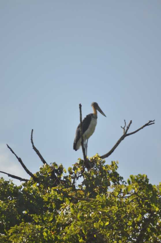 21-048 Chitwan