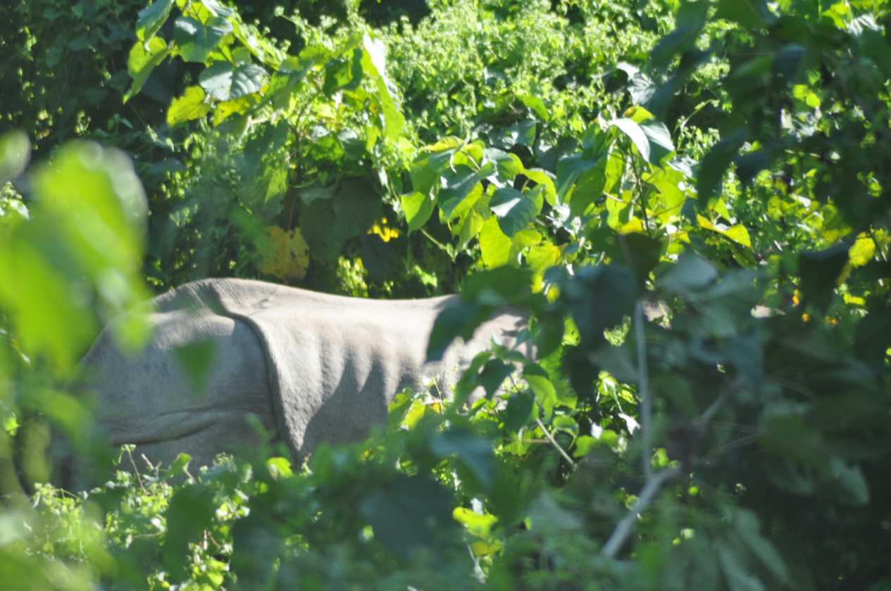 21-049 Chitwan