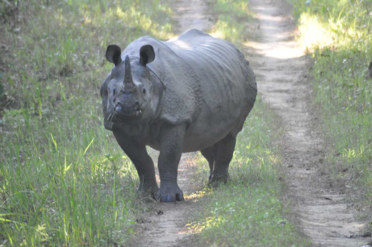 21-052 Chitwan