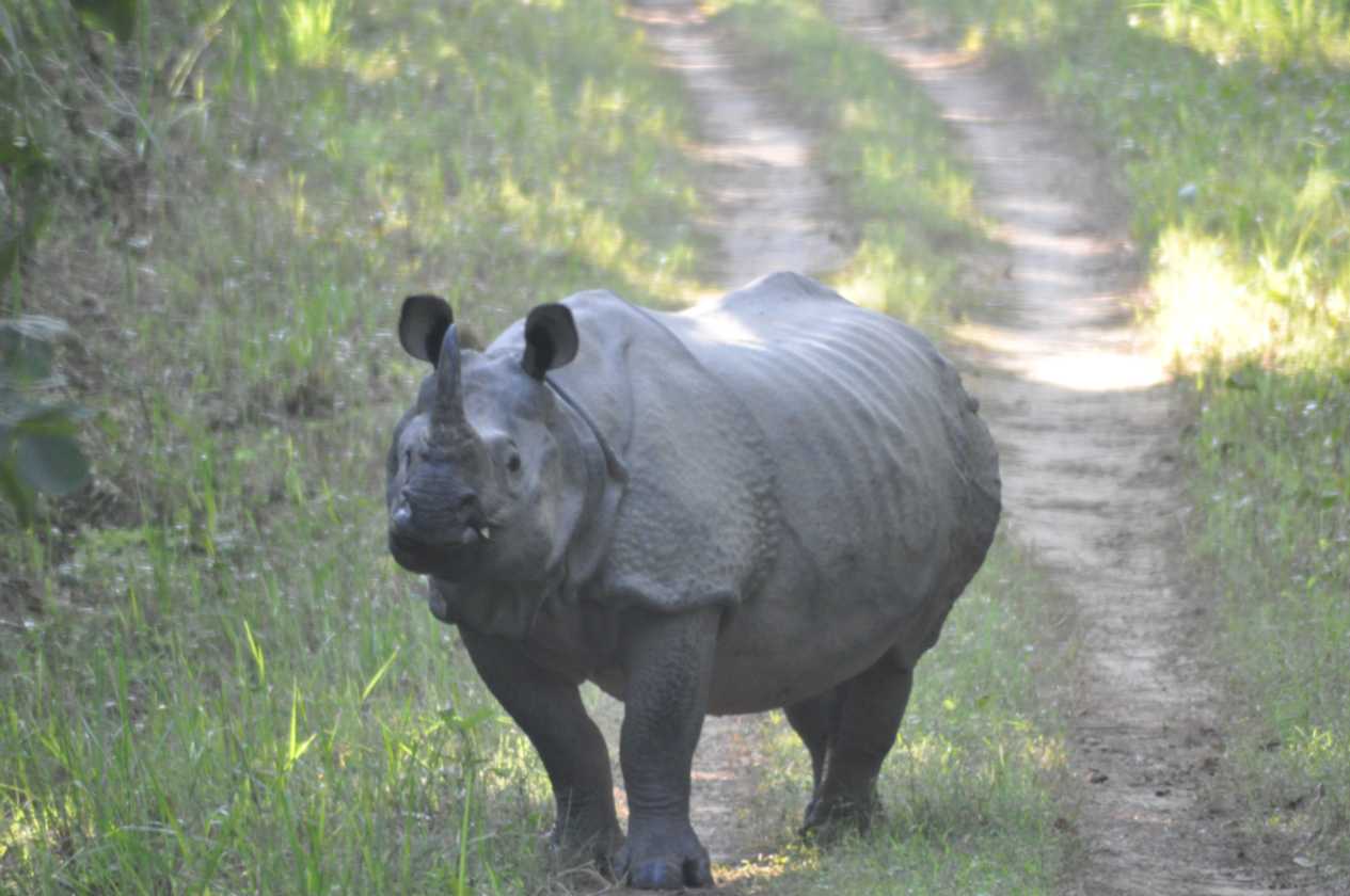 21-053 Chitwan