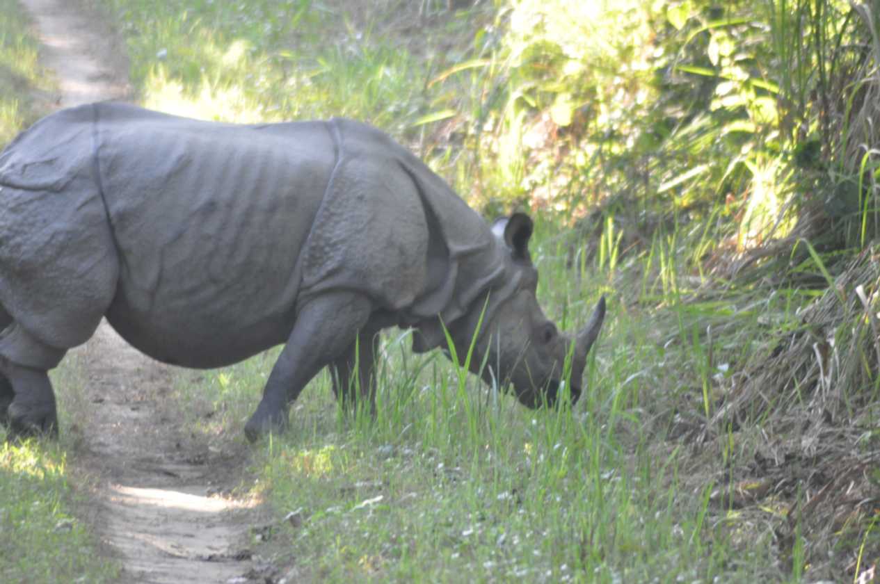 21-054 Chitwan