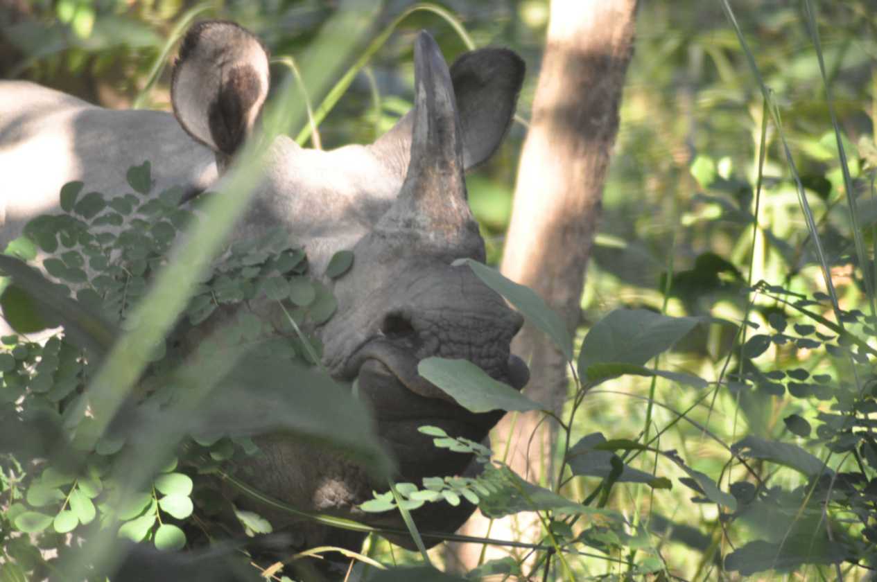 21-055 Chitwan