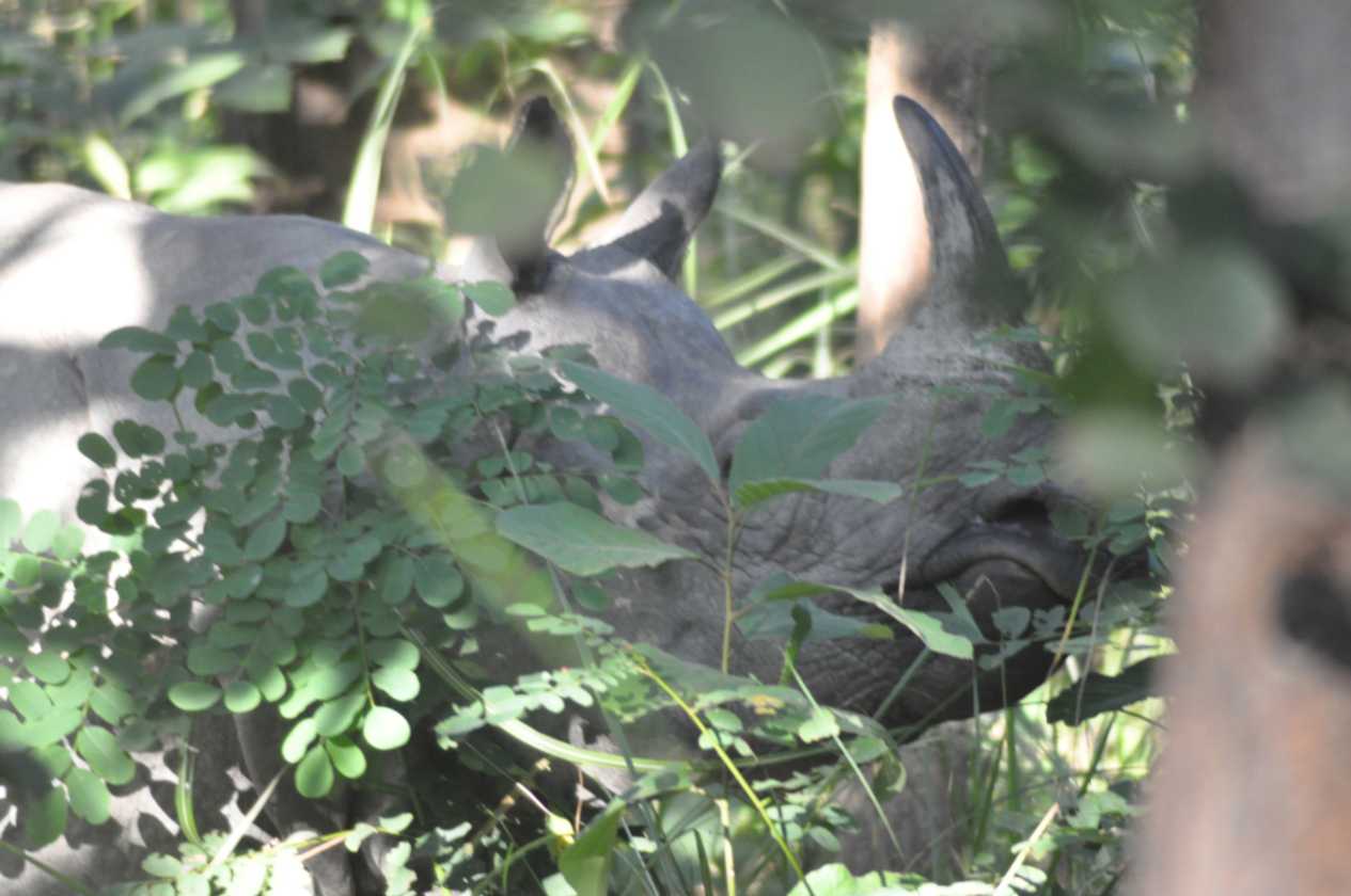 21-056 Chitwan