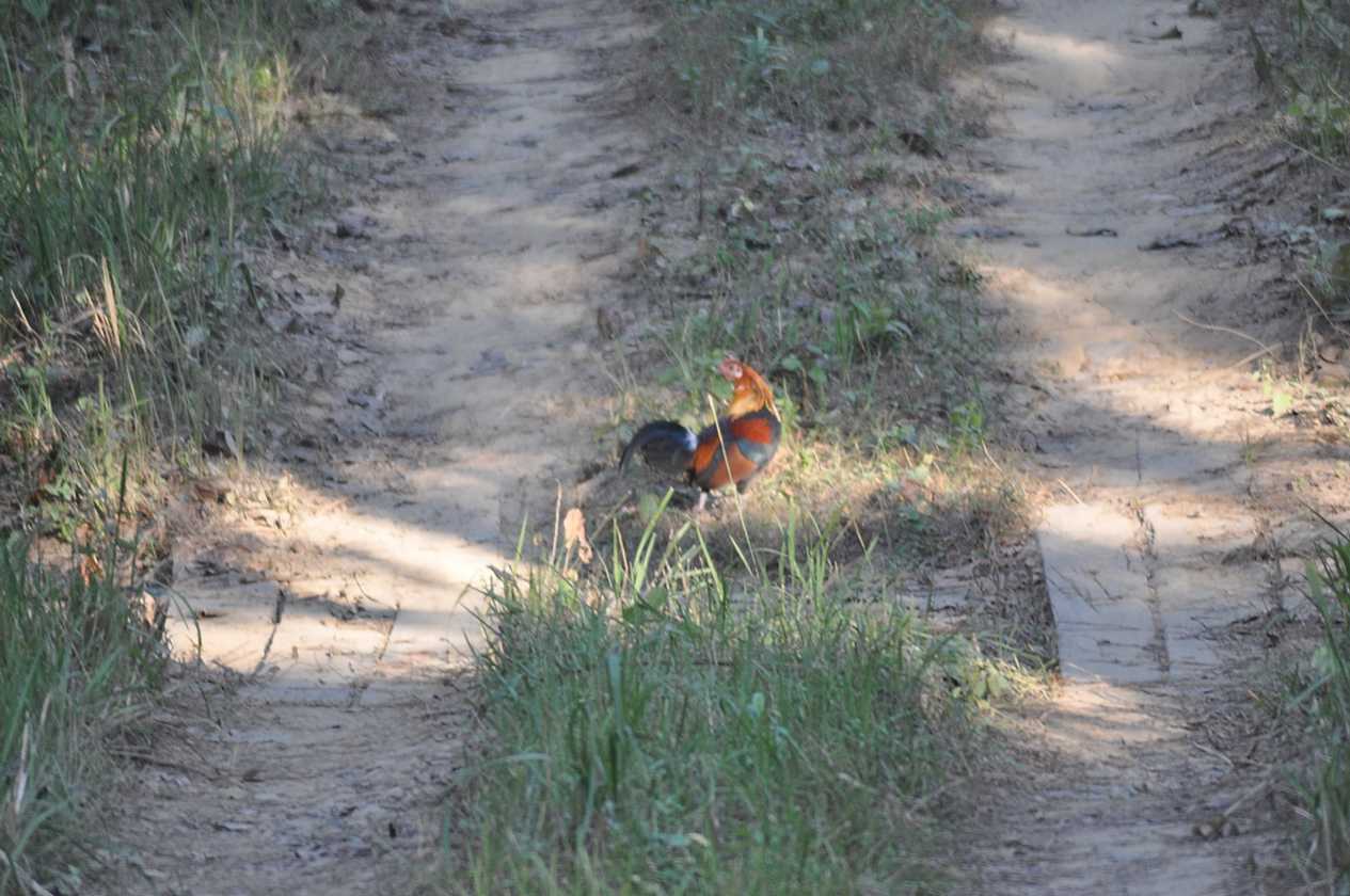 21-060 Chitwan