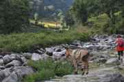 07-049  Nayapul-Thike Dhunga