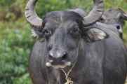 07-050  Nayapul-Thike Dhunga