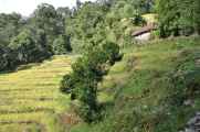 07-052  Nayapul-Thike Dhunga