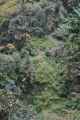 09-073 Ghorepani-Tadapani