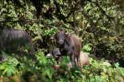 10-015 Tadapani-Chomrong