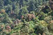 11-044 Chomrong-Himalaya
