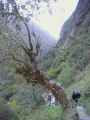 12-009 Himalaya-MBC