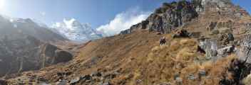 12-060 Himalaya-MBC
