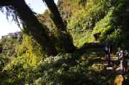 15-007 Bamboo-Jinua