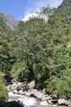 15-019 Bamboo-Jinua