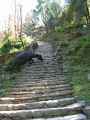 15-025 Bamboo-Jinua