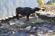15-026 Bamboo-Jinua