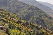 16-042 Jinua-Pothana