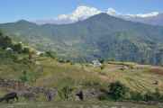 17-013 Pothana-Phedi