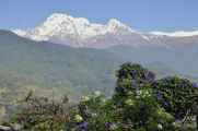 17-018 Pothana-Phedi